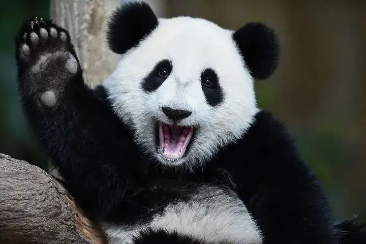 大熊猫野外种群数量达到 1800 多只,受威胁程度等级由濒危降为易危.