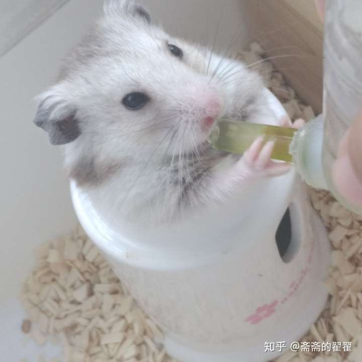 可以看看你们养的仓鼠吗