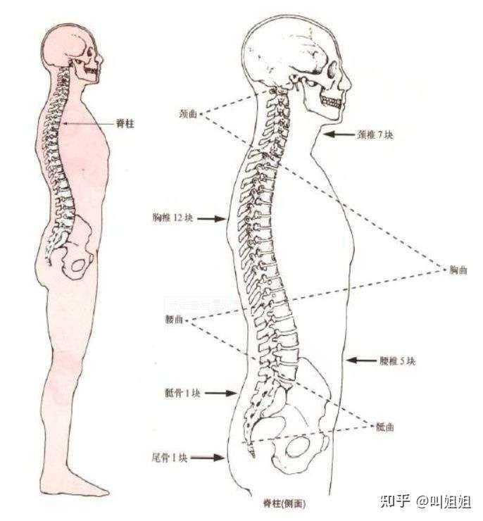 7节颈椎和5节腰椎向内侧弯曲,12节胸椎则向外侧弯曲,最后构成脊椎正常