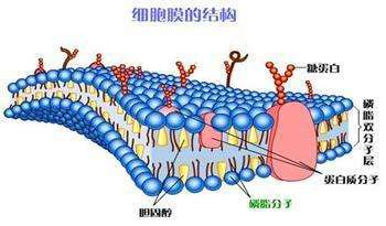 人教版生物课本里有一张细胞膜的图片外侧有糖蛋白细胞膜内侧有看起来