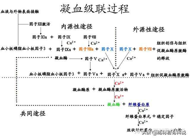 凝血机制