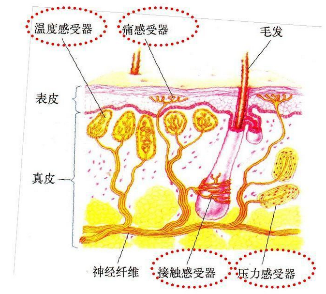 我们感受到的温度是实时的吗