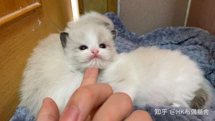 有没有养过猫咪的,你们的猫咪最萌的图片有没有?