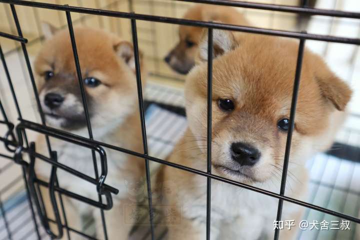 为啥我家柴犬没有豆豆眉,纯吗?