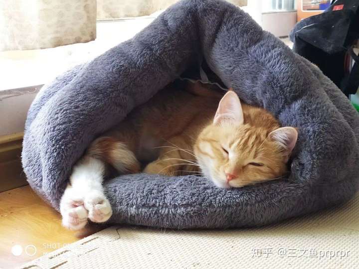 小胖子晒着太阳睡觉
