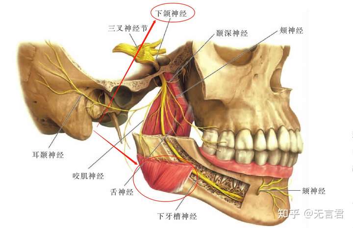 下颌神经,肌肉图