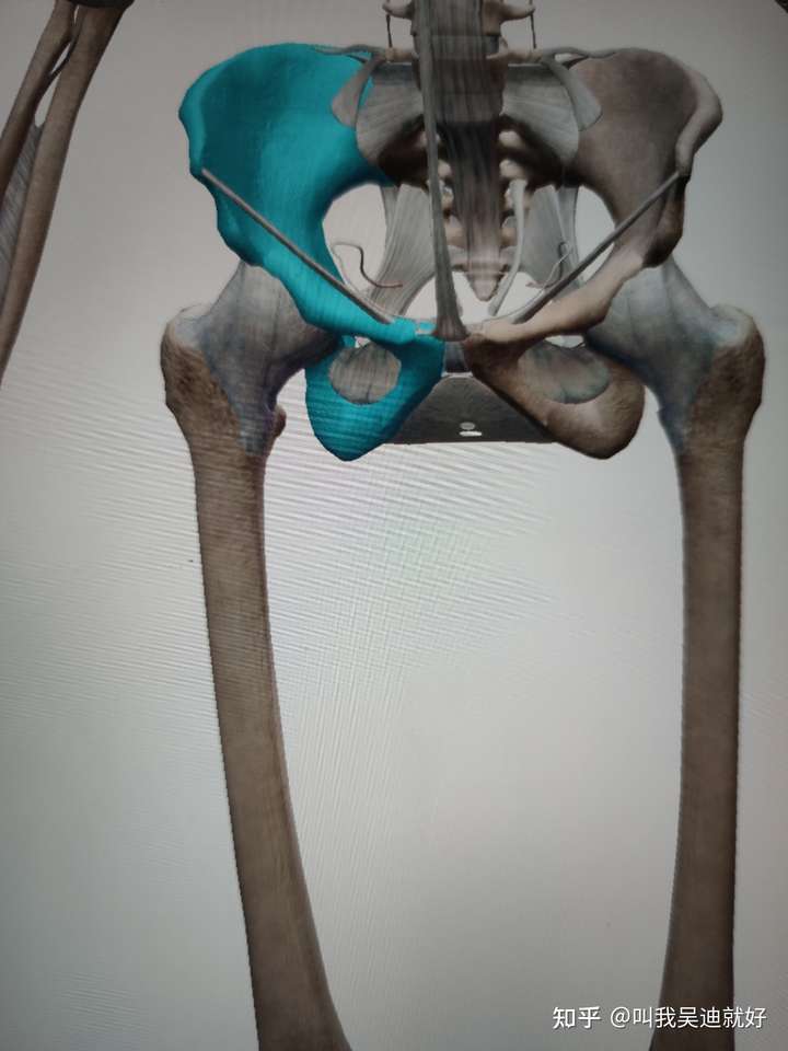 右髋骨和右股骨是一个位置吗?