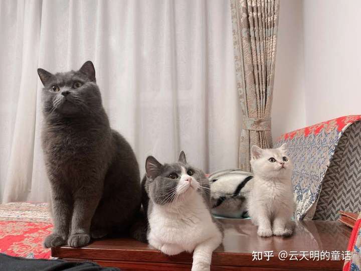 猫去世后会以另一种方式出现吗?