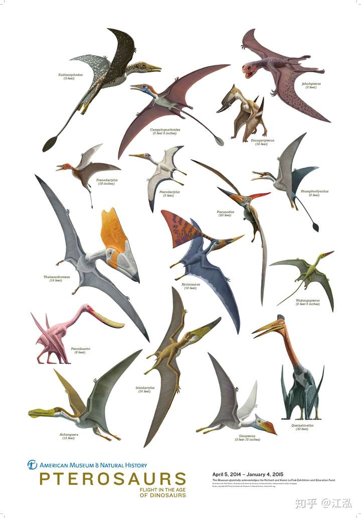 远超乎我们的想象,我们目前发现的翼龙种类只不过是其中的九牛一毛