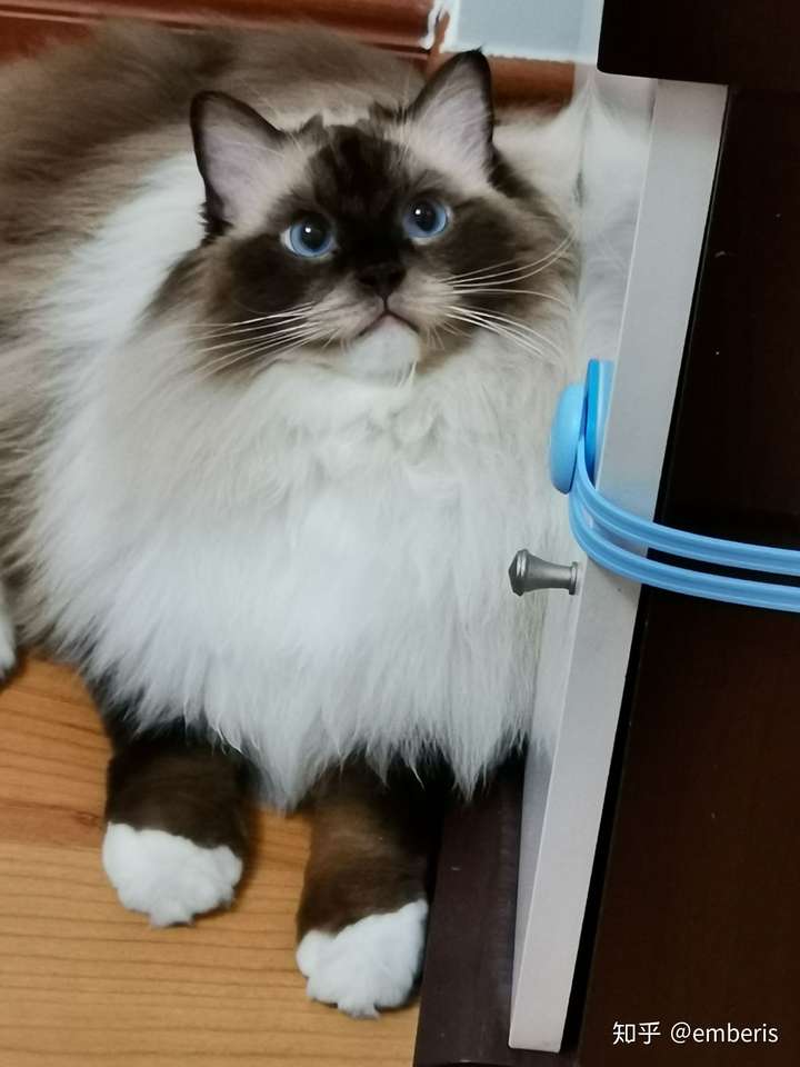 布偶会越长越黑吗?