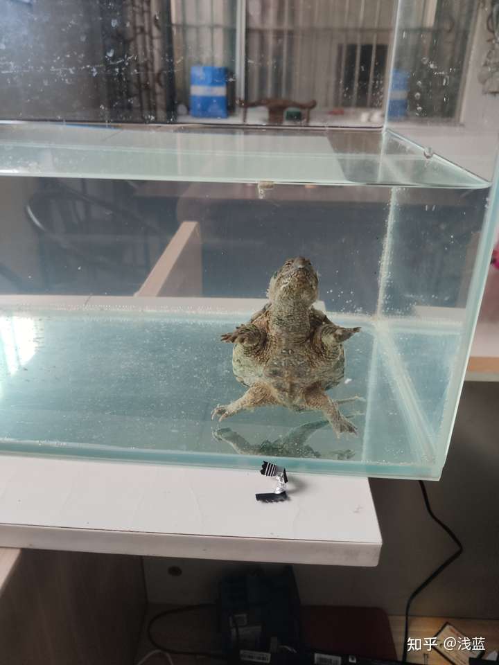 鳄龟吃不到食要降低水位吗?