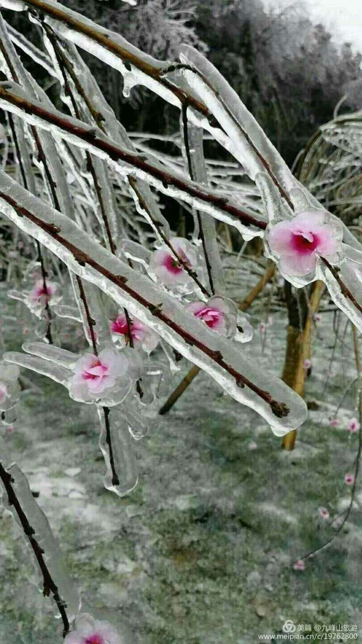 的形式 好想舔一下这颗冰白菜^o 形状有点像冰糖葫芦呵 美丽冻花