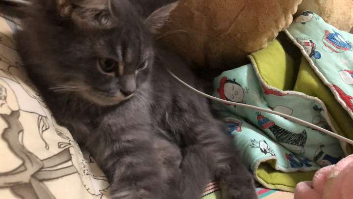人和猫的感情可以深到什么程度?