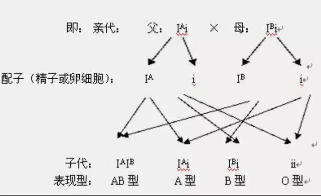 abo血型系统的遗传属于多基因遗传,其基因位点在第九对染色体上,受控