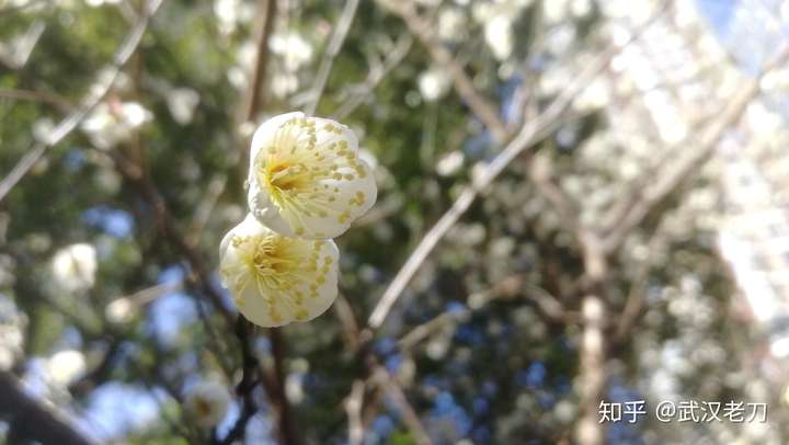 老刀：楼下梅花已暗开……【封城笔记】