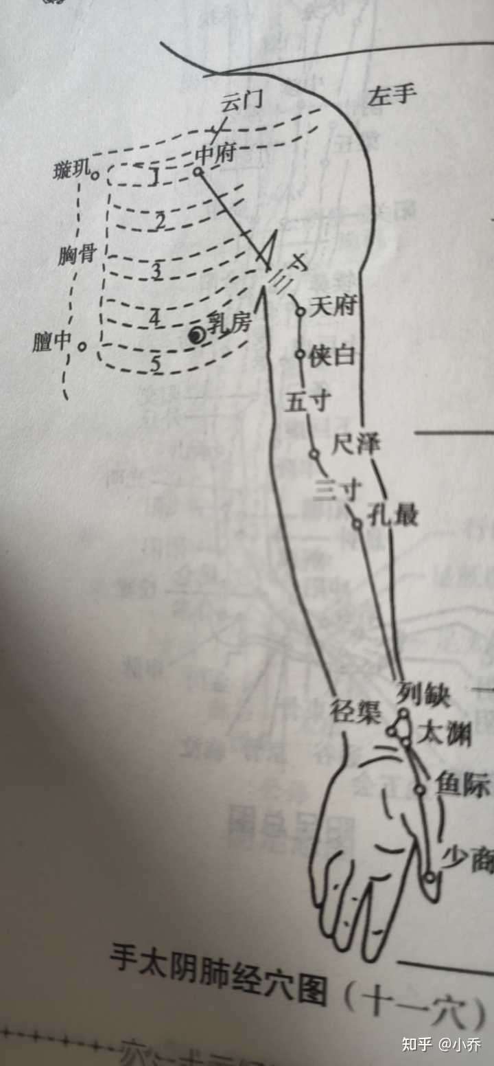 谁知道,影响头发的净在大拇指出发到头部的一条经脉 :手太阴肺经