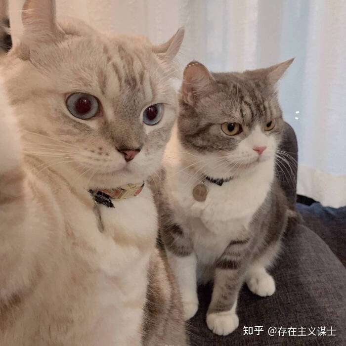 请问这个猫咪的头像是情侣头像吗?