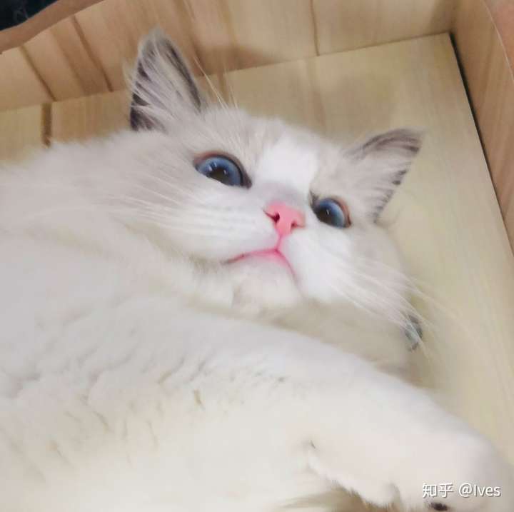 4000元能买到什么品相的布偶猫?