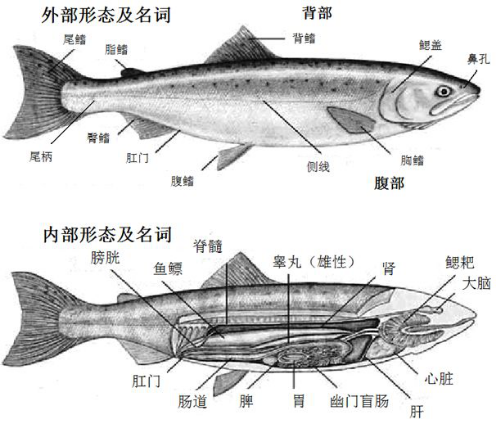 三文鱼外部形态和内部结构(图片来源:http://www.dmhrun.