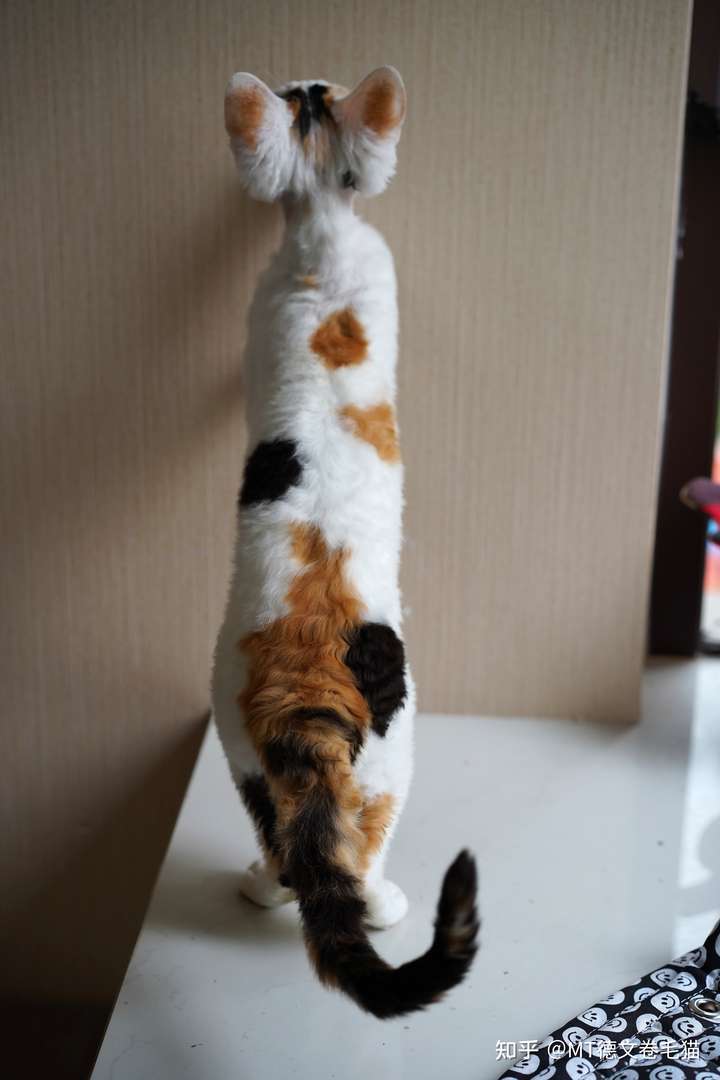 请问这个是三花猫吗?