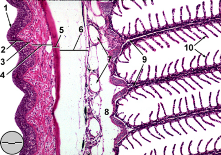 鳃丝的显微结构