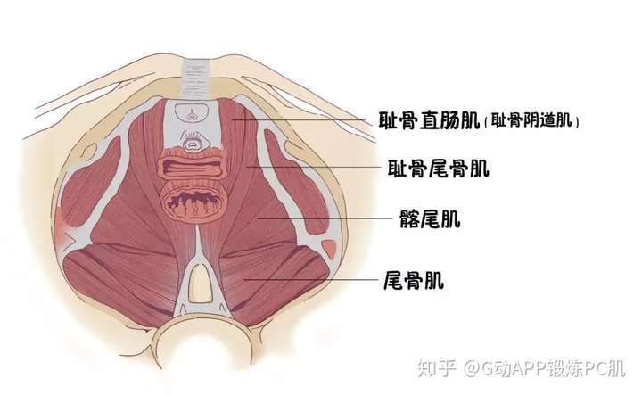 如何找到pc肌