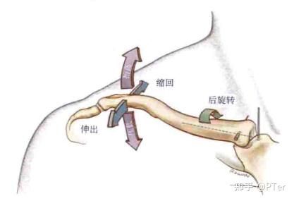 肩关节关节构造及运动学之胸锁关节