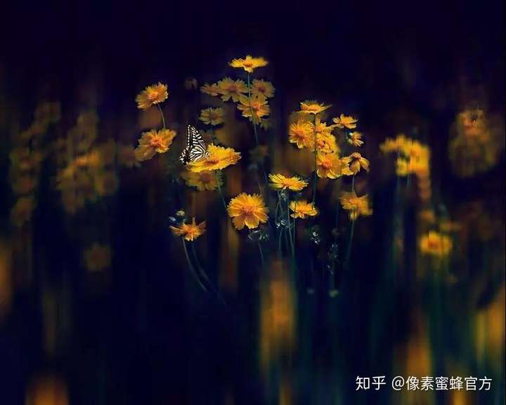 每每看见小小的昆虫,像素蜜蜂便觉得它们富有的生命力是那么顽强.