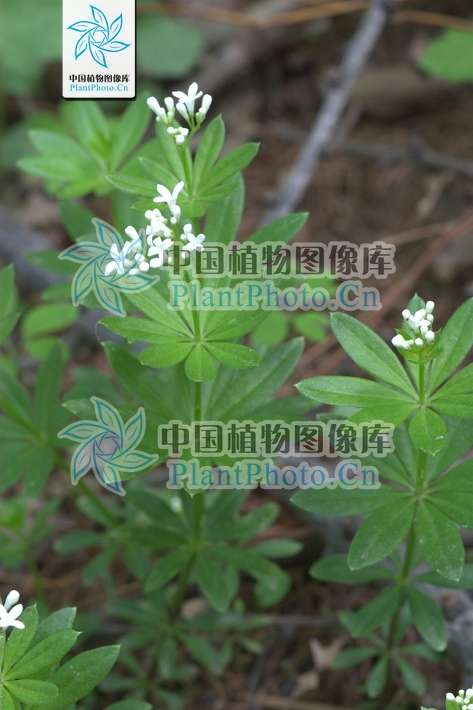 车轴草 galium odoratum ;图源:中国植物图像库;拍摄者:陈又生