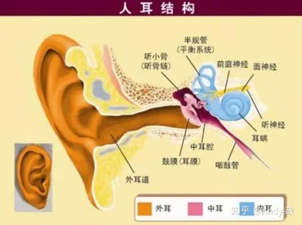 耳朵有耳膜,那为什么耳朵进水会从鼻子出来?