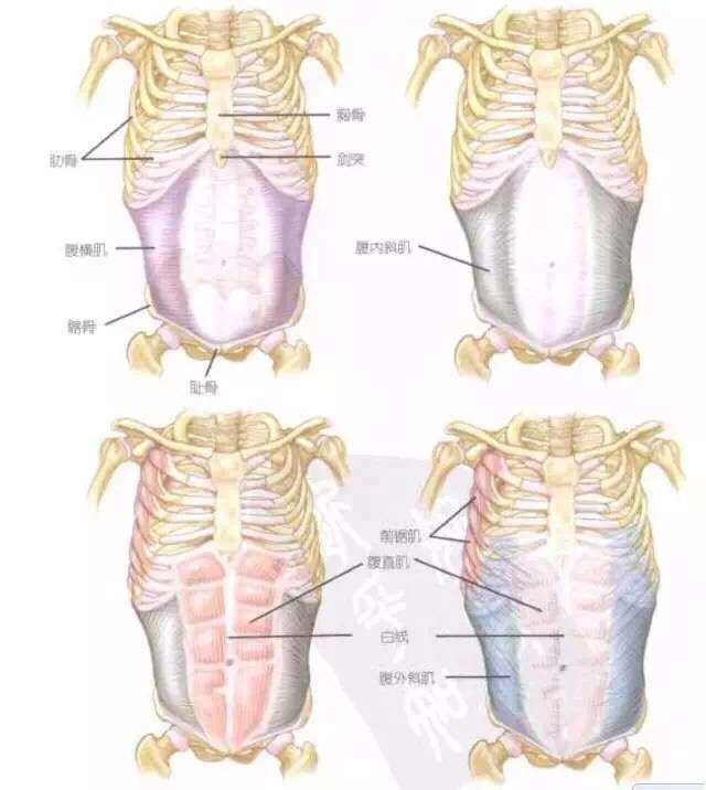 体重正常却有小肚子怎么减肚子练腹肌