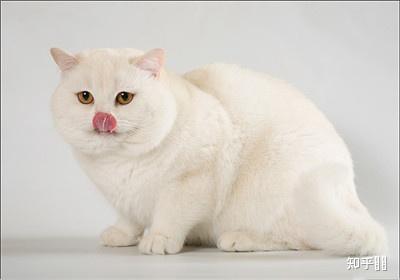这个猫妈妈是英短纯白吗?