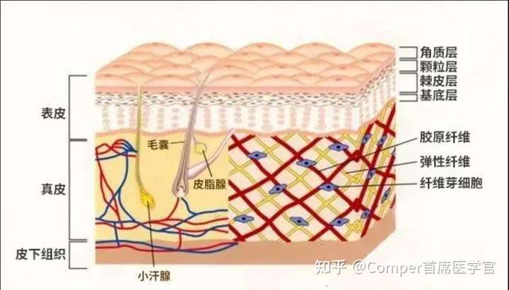 皮肤分层剖面