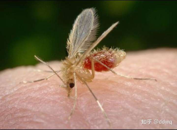 白蛉