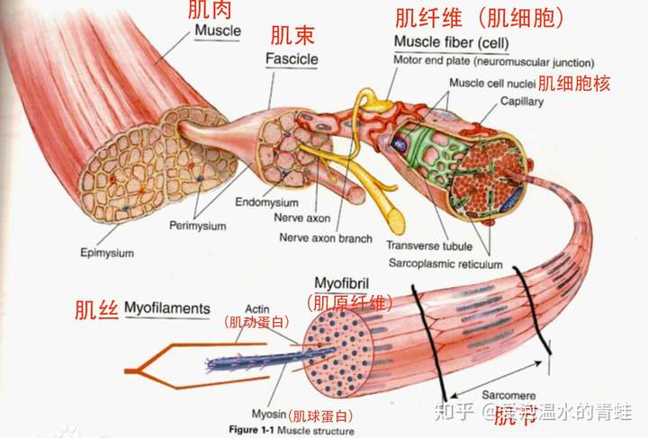 肌肉的主要作用是收缩引起身体运动,其次级结构为肌束,肌束的下级