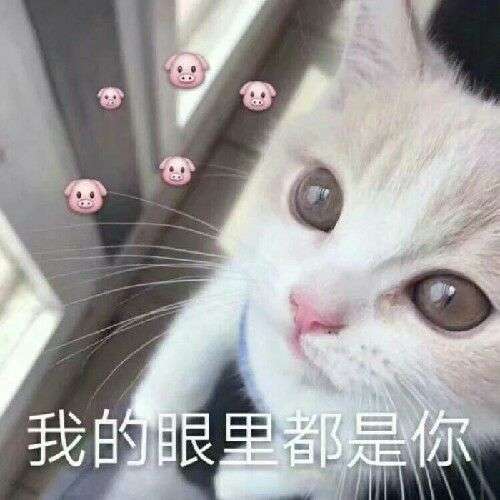 为什么一个男生总是爱发小猫的表情包?