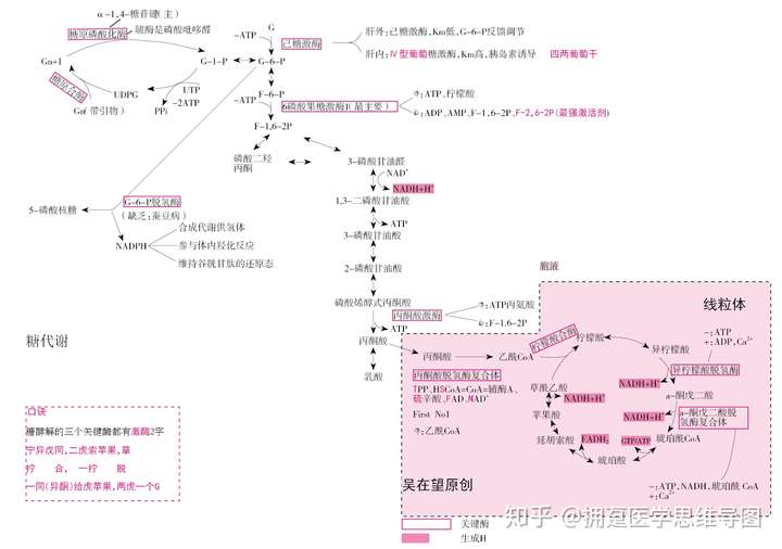 思维导图吴在望生化脂代谢过程