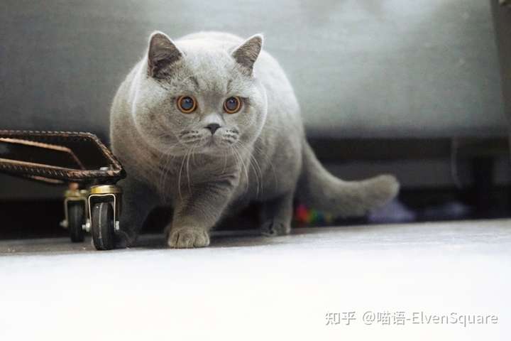 这是一只包子脸的英短蓝猫吗?