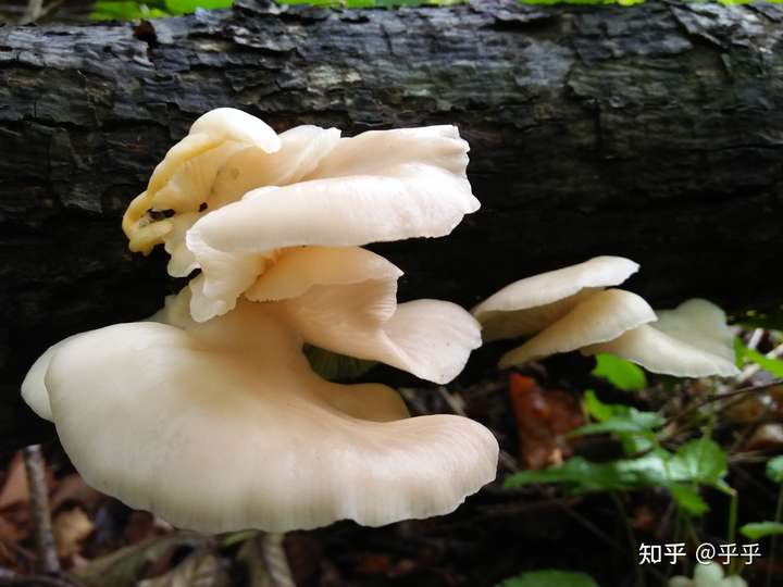 这是什么蘑菇,柳树上长的,能吃吗?