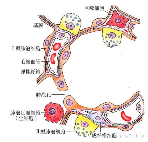 原代培养之小鼠胎鼠肺泡Ⅱ型上皮细胞