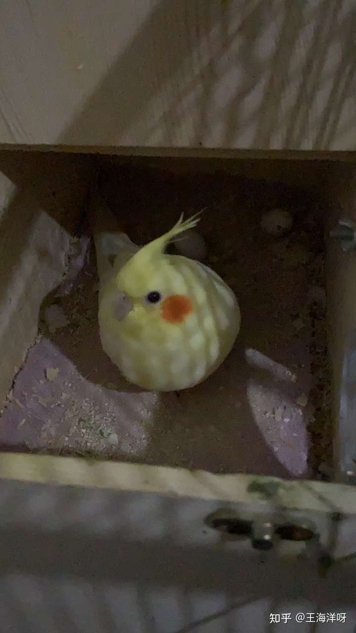 鹦鹉羽毛太脏怎么办?