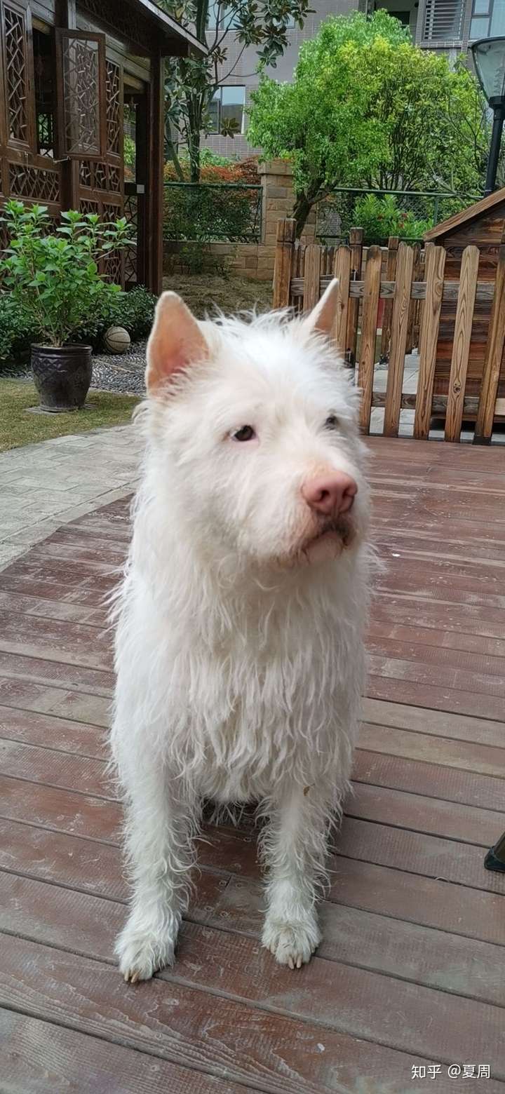 给你的下司犬拍过最棒的图片是哪一张