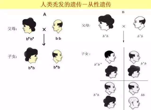 医生说我是遗传性脱发,可我父母都没有脱发啊?