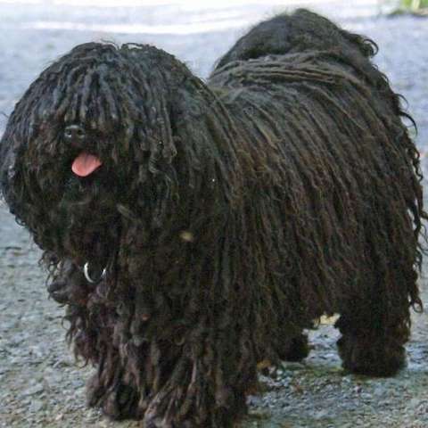 波利犬