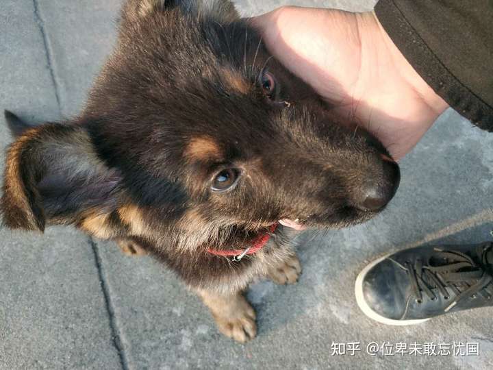 这是德牧混血吗?
