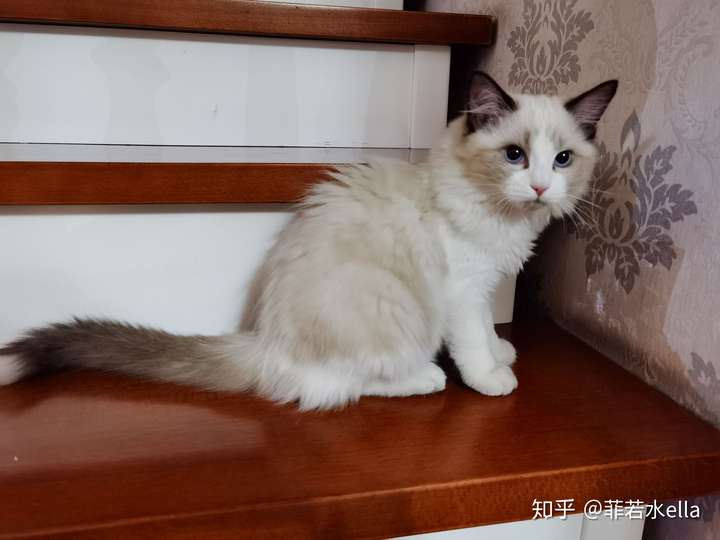 母狸花猫和公英短蓝猫能不绝育的共养吗?