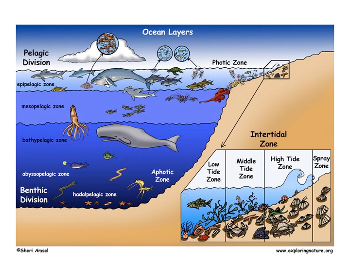 生物在海洋各个区域与深度的分布是怎样的?