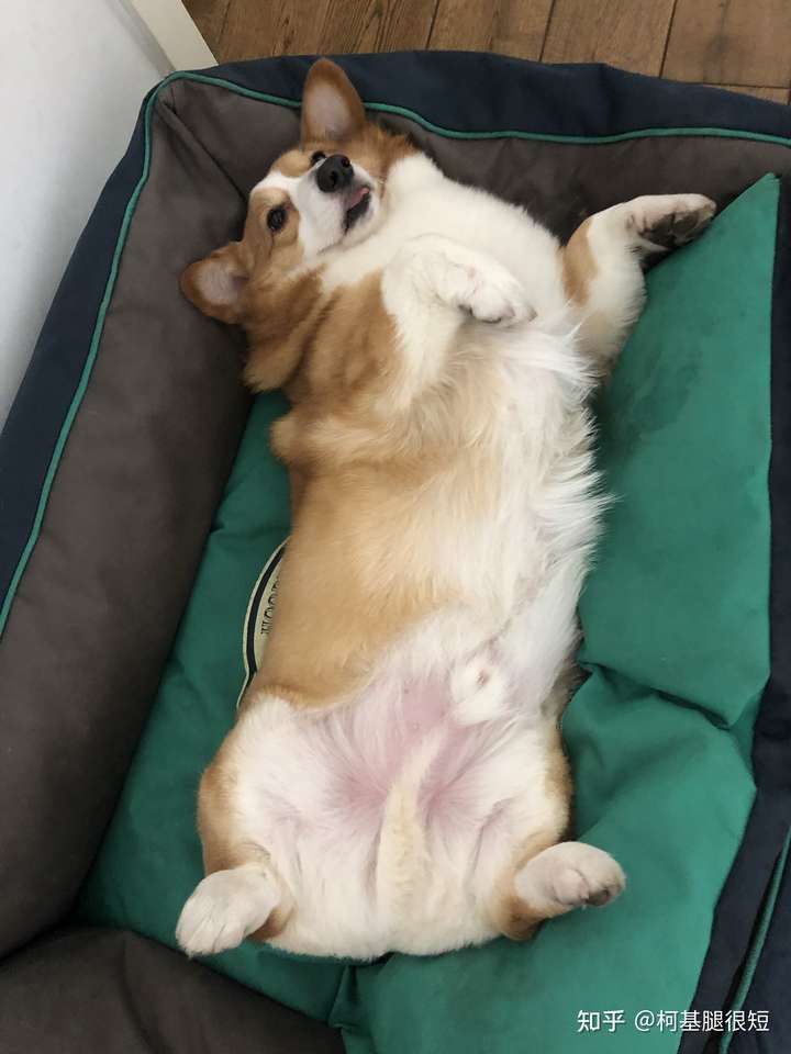 胖胖狗