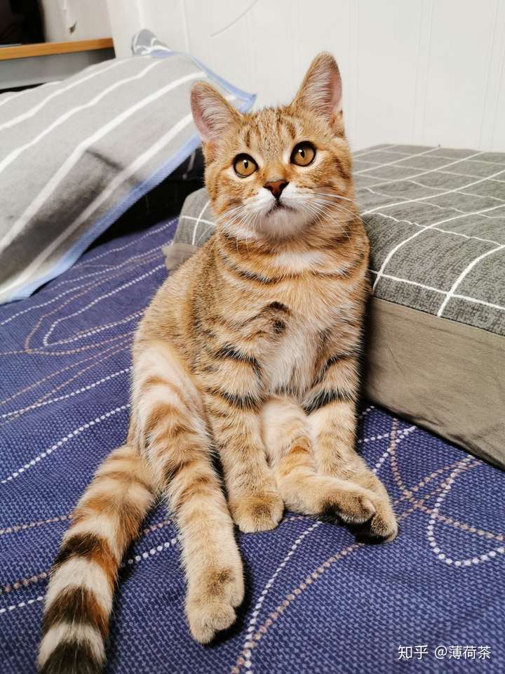 狸花猫可以漂亮到什么程度?