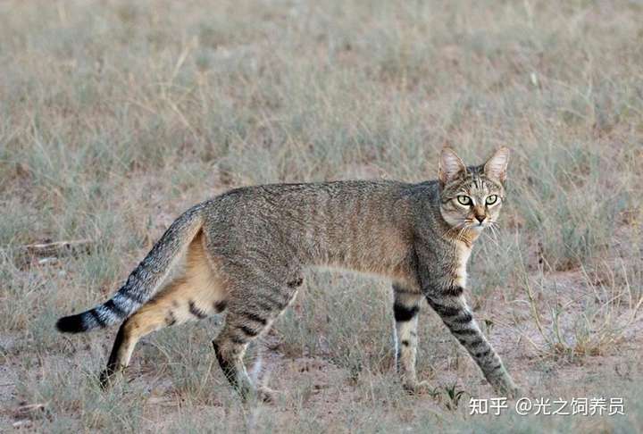 非洲野猫,黑鼻头个体